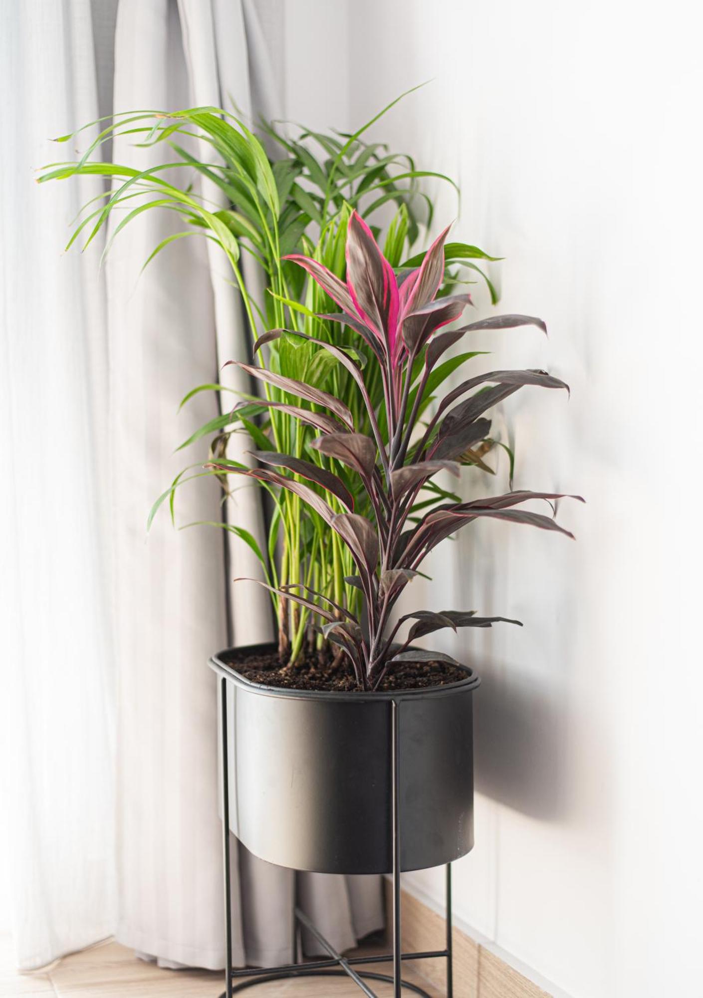 Iviskos Apartment Oinofyta 外观 照片